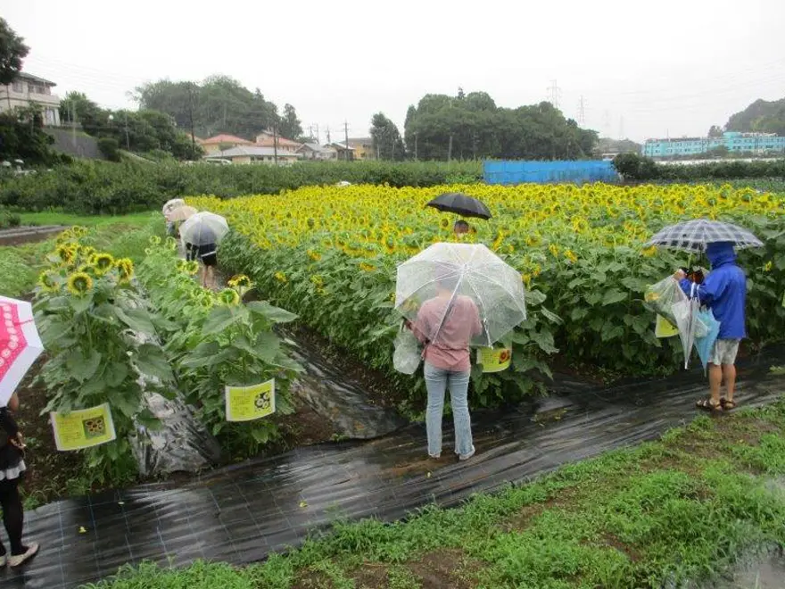 花の摘み取り体験